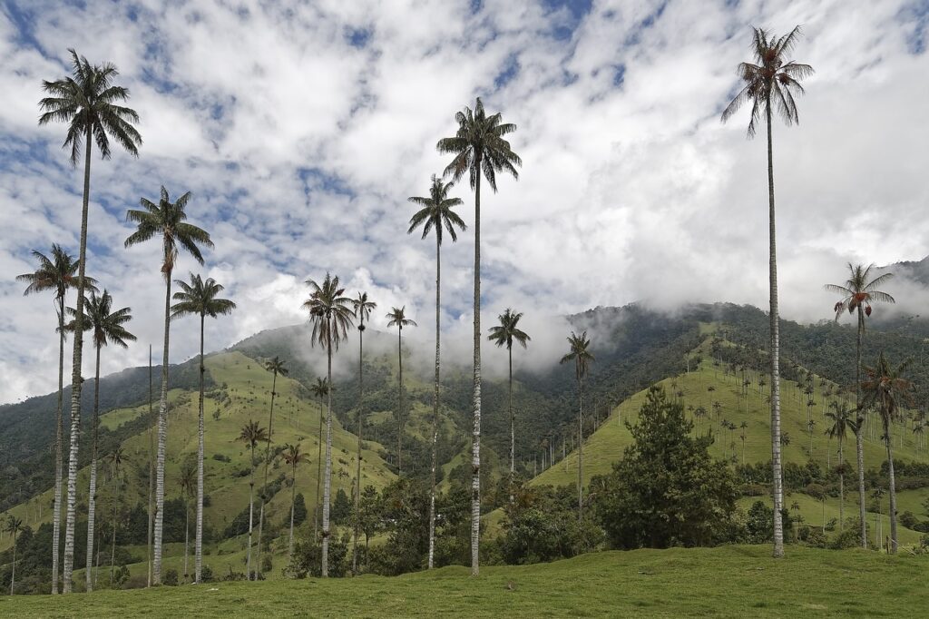 colombia, palm trees, cocora valley with wax palms-3631740.jpg