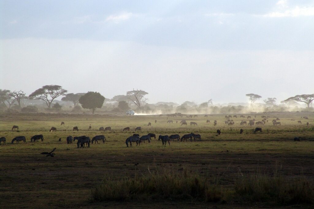 safari, kenya, africa-1029079.jpg